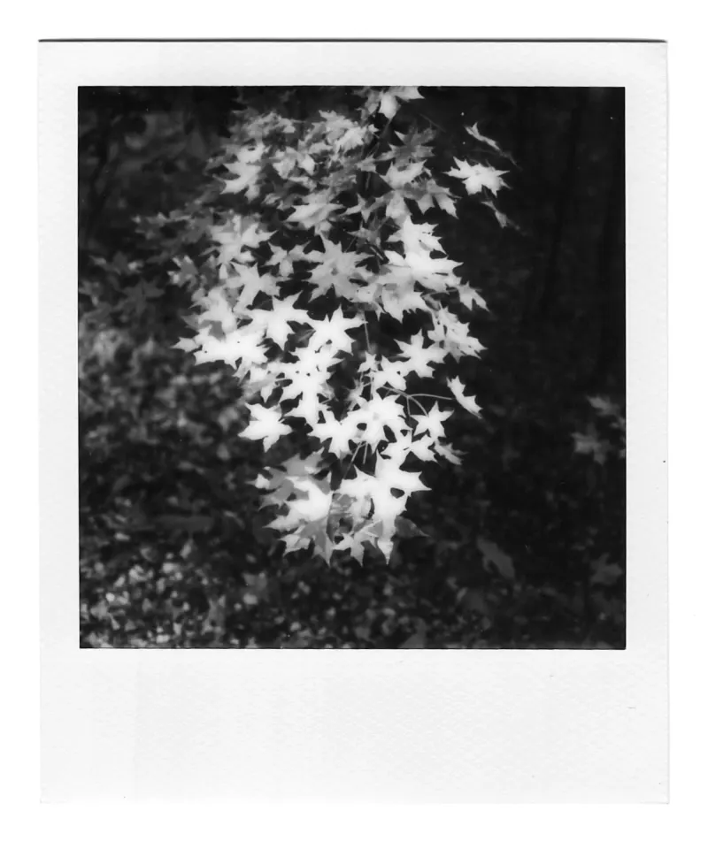 Shot on Polaroid