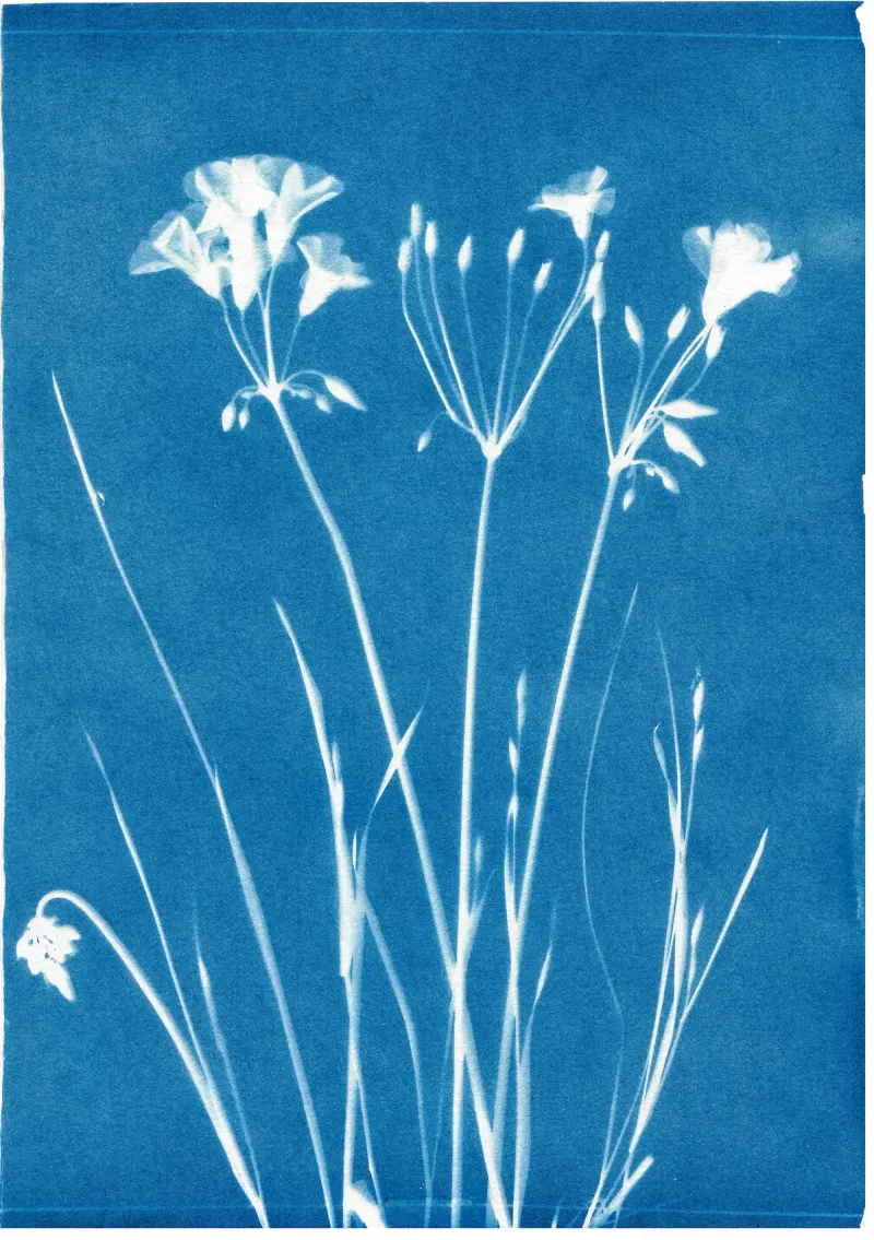 Cyanotype on Watercolor Paper