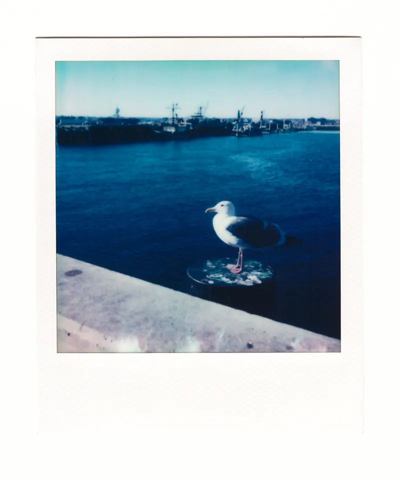 Shot on Polaroid