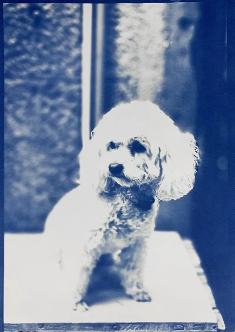 Cyanotype on Watercolor Paper